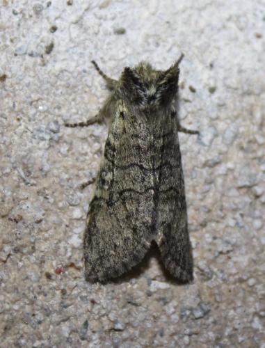 Achlya flavicornis